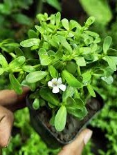 Plant 4
